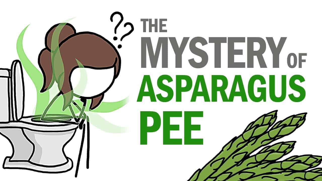 アスパラガスを食べた後のおしっこはどうして臭いの？