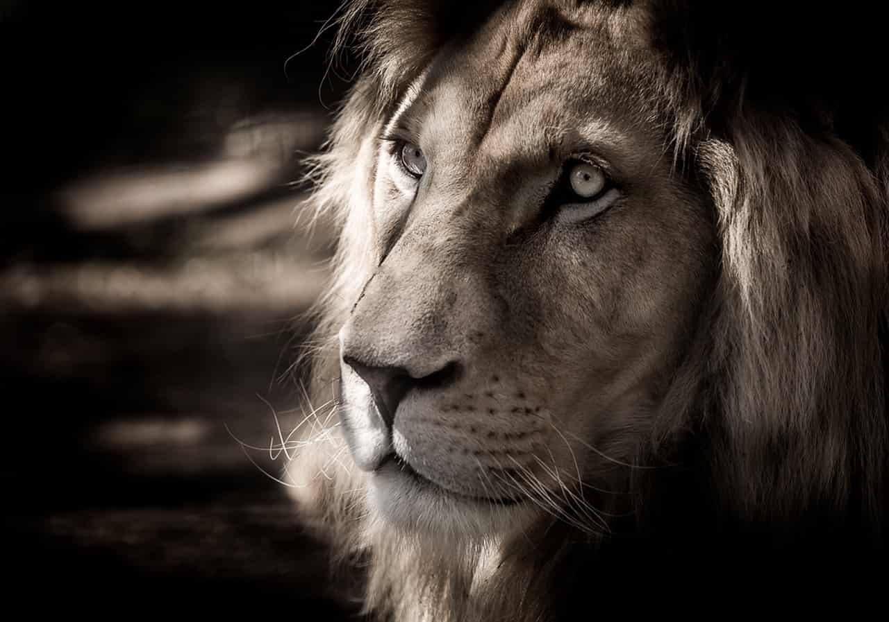 30頭のライオンによるアフリカゾウの狩り