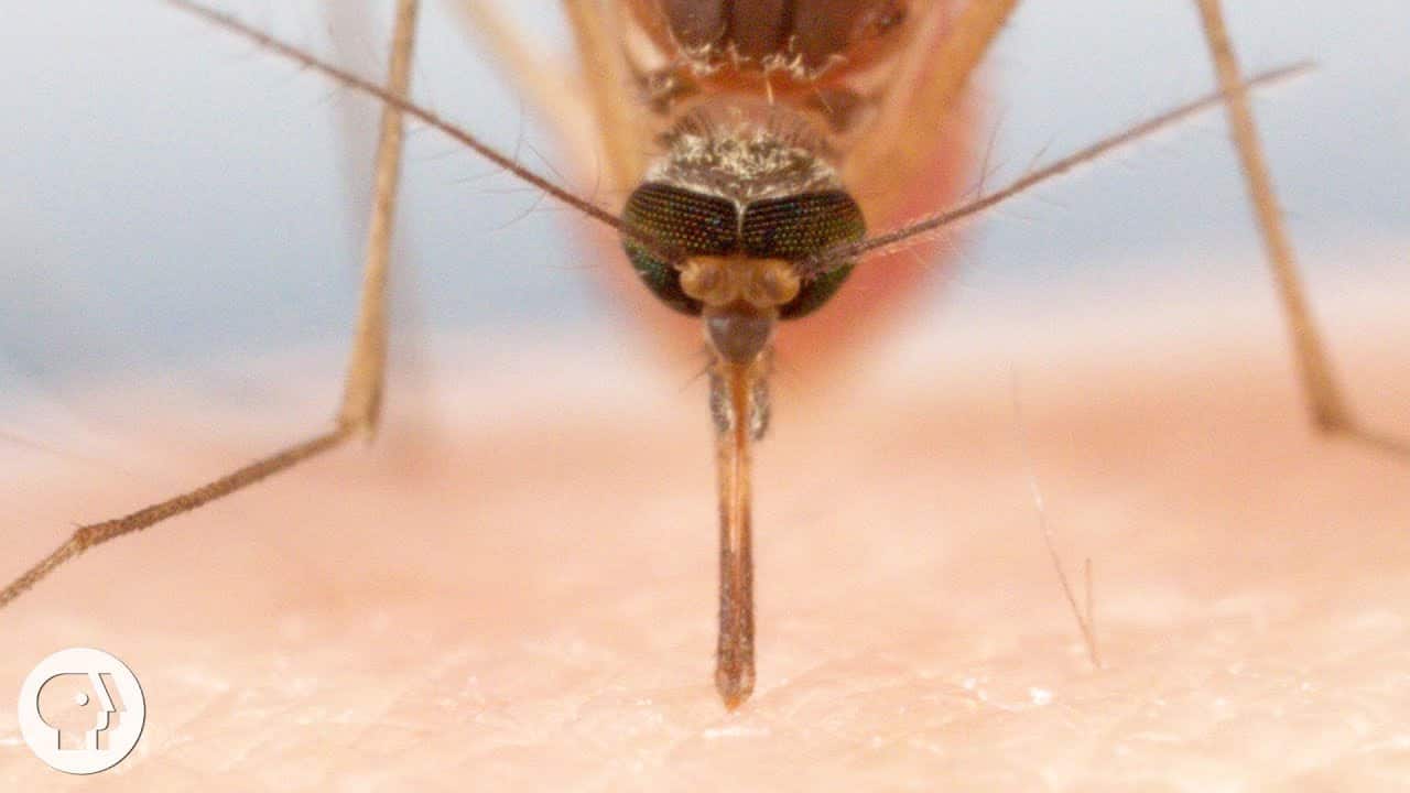蚊は6本の針で血を吸っていた