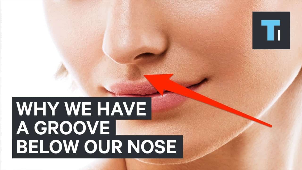 鼻の下の溝の名前