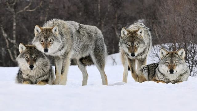 オオカミの群れ「ウルフパック」の狩り