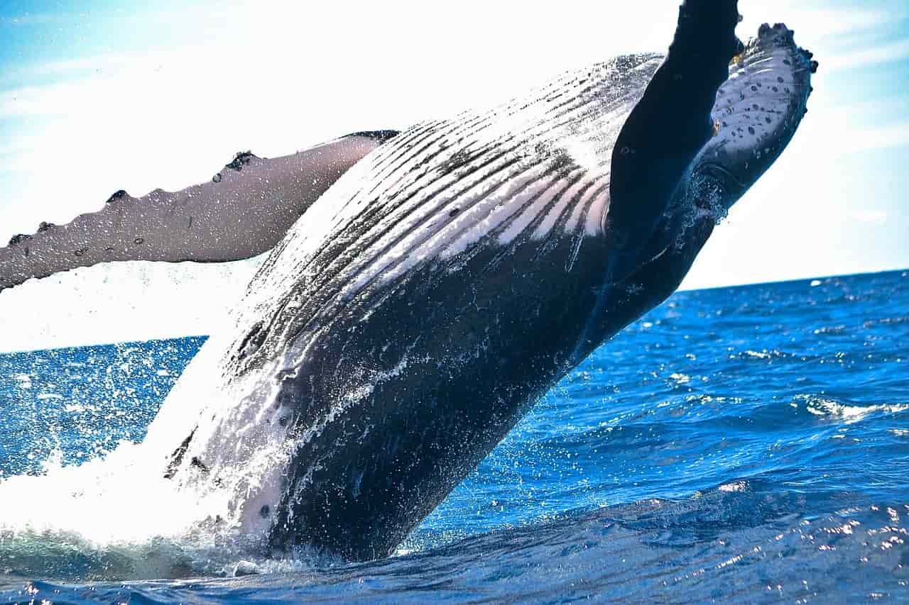 クジラはなぜ海で大型化したのか？