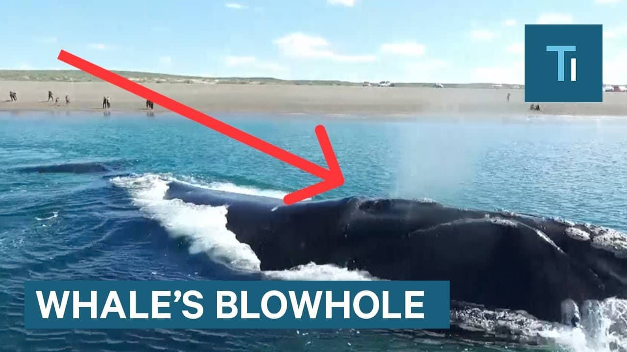 クジラの潮吹きは海水ではない！