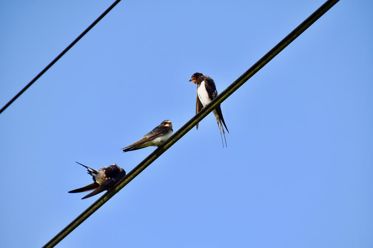 なぜ電線にとまっている鳥は感電しないのか？