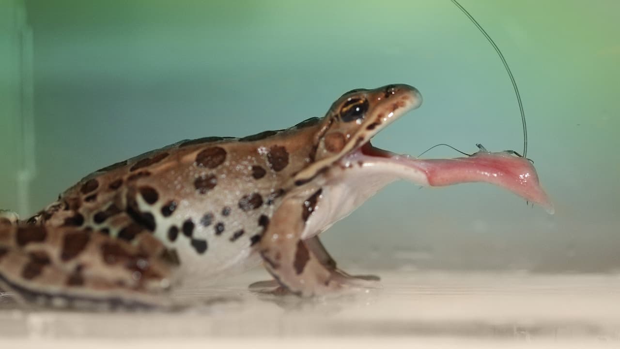 明かされなかったカエルの舌の驚異的なメカニズム