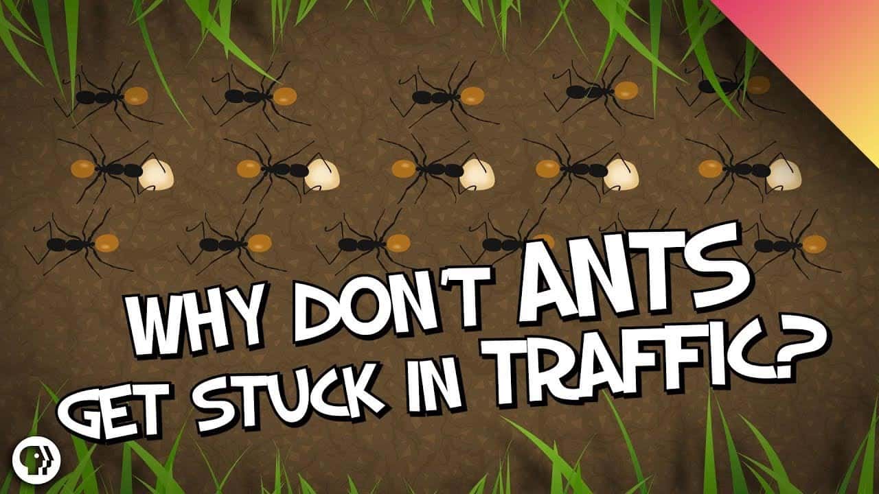 アリの習性から学ぶ「交通渋滞を防ぐ方法」