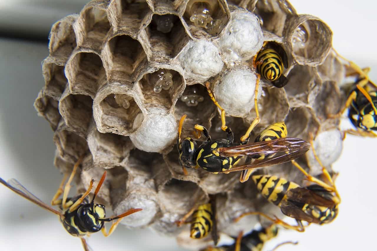 ハチの巣を紙と空き缶で作る方法・キッズサイエンス