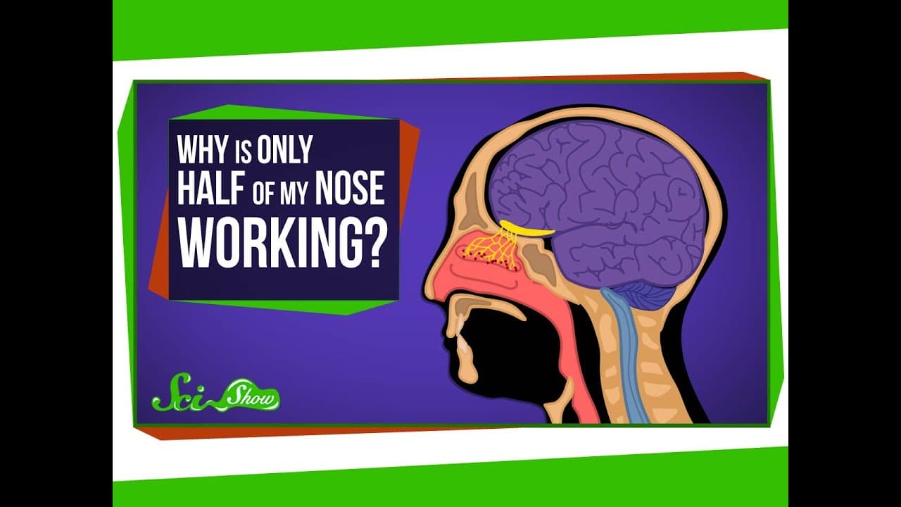なぜヒトは片方の鼻だけで呼吸するのか？