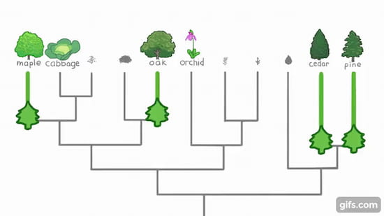 木の分類方法
