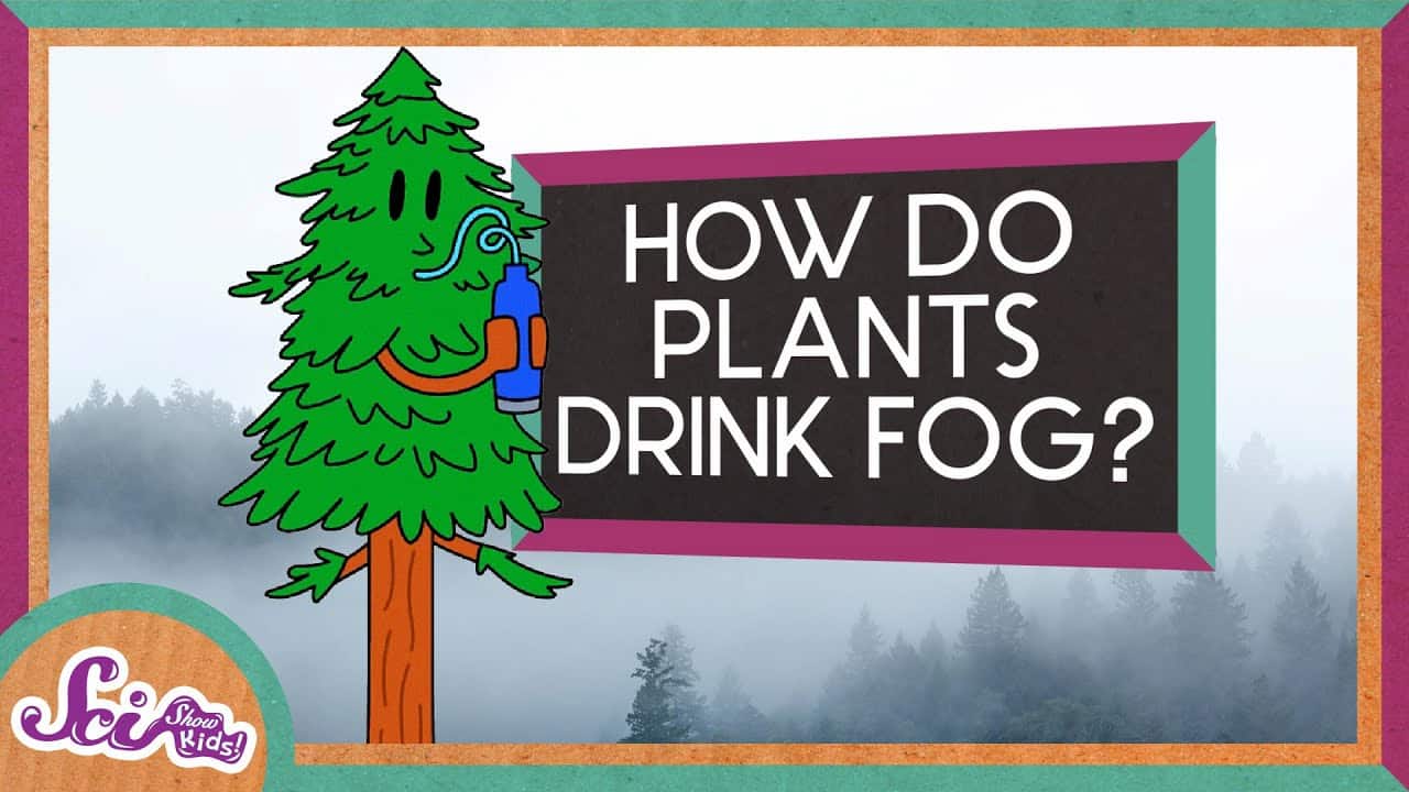 霧を飲む植物「世界一高い木」はどうやって乾期を生き抜くのか