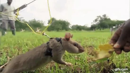 地雷を発見するネズミ