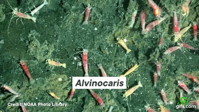 深海のエビはなぜ熱水で暮らせるのか？