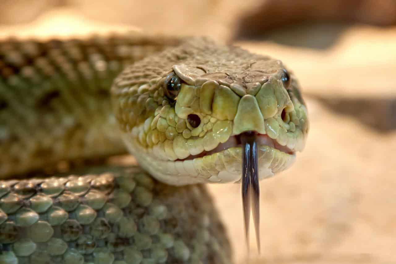 ヘビは舌を使って匂いを嗅ぐ