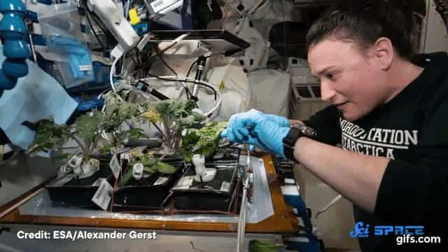 宇宙での植物栽培への取り組み