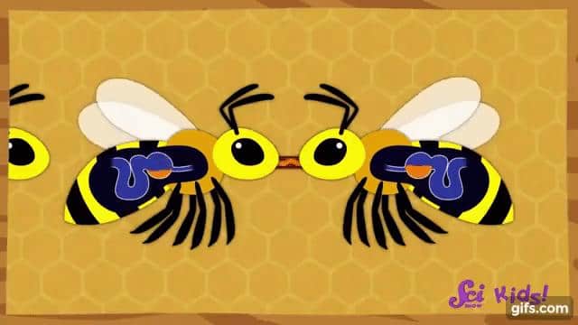 ミツバチがハチミツを作る方法