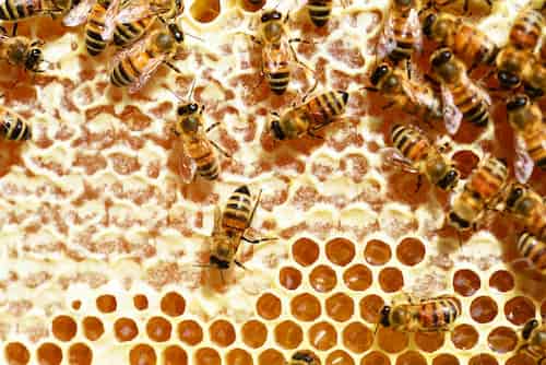 ミツバチはミツロウでハチミツに蓋をする