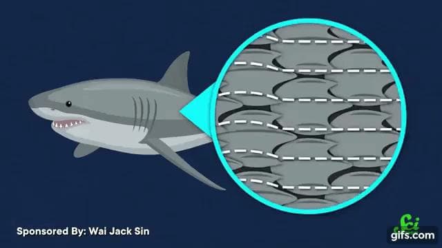 水の抵抗を減らすサメのウロコの溝