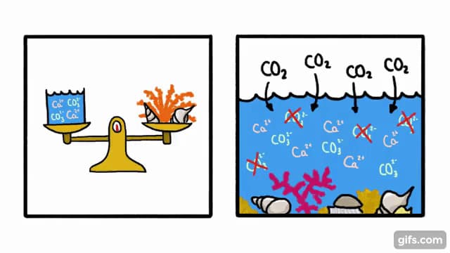 大気中に二酸化炭素が増えると海で殻や骨格が溶けやすくなる理由