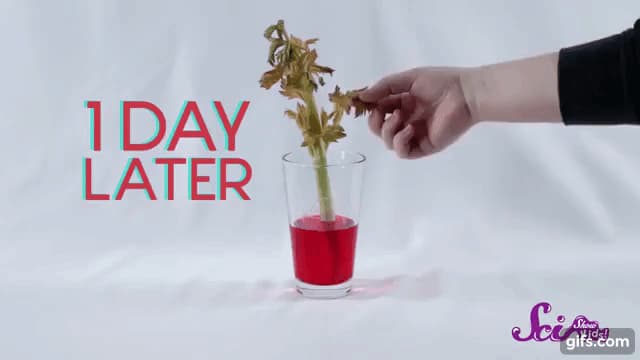 植物が水を運ぶ方法を調べるための実験