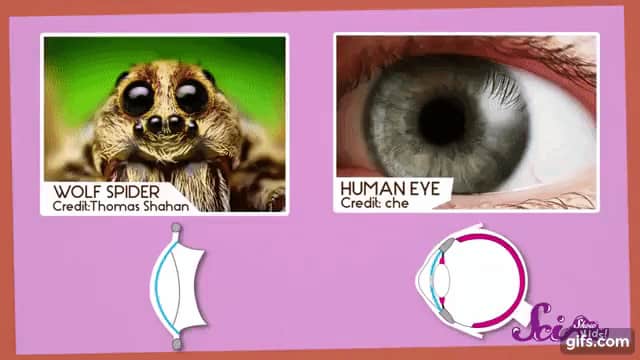 クモの目は複眼ではない