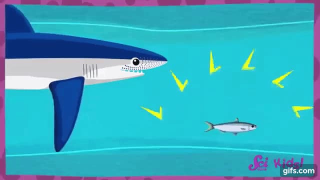 サメは電位信号でエサの位置を確認する
