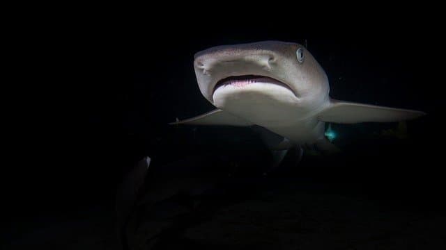 サメが電気を感じる仕組み