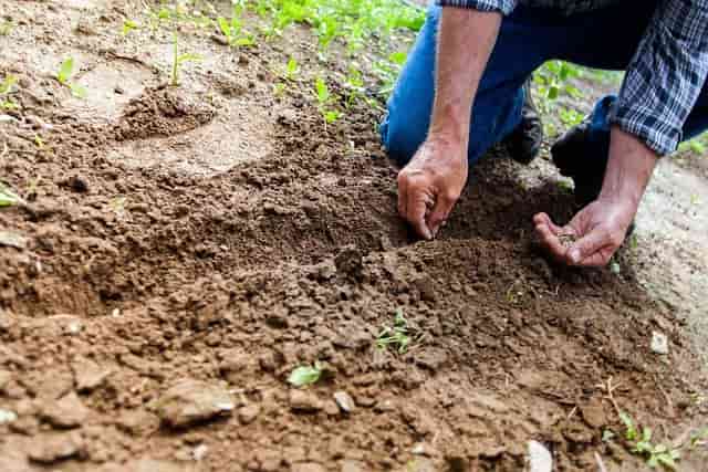 土壌の生物や微生物がつくる生物多様性