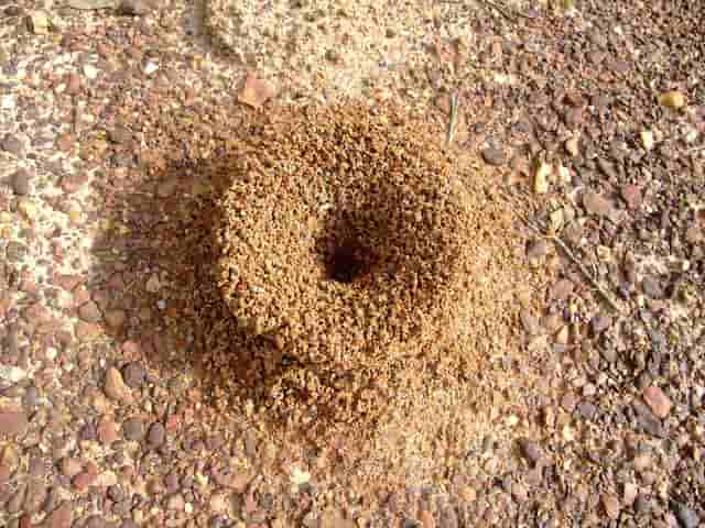 アリの巣はどうなっているのか？
