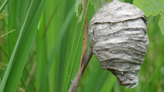 スズメバチの巣の中はどうなっているのか？