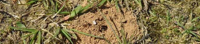 土の中に巣をつくるハチ