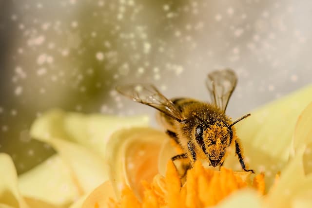 ミツバチがいなくなるとどうなる？