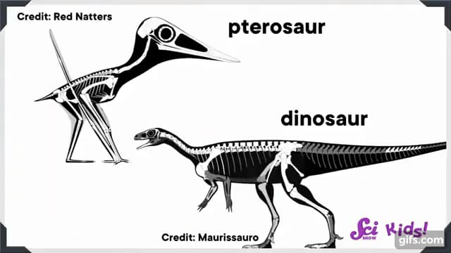恐竜と翼竜は種が異なる
