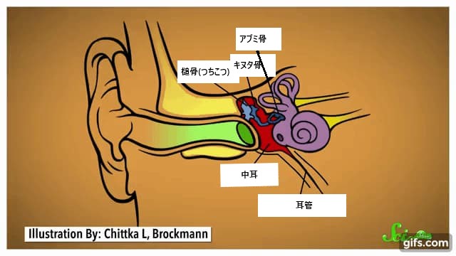 耳が「ピキ」と音がする原因となる耳管