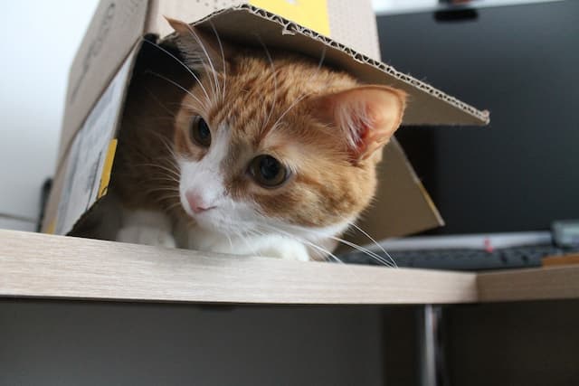 ネコが箱であそぶのが　好きな理由