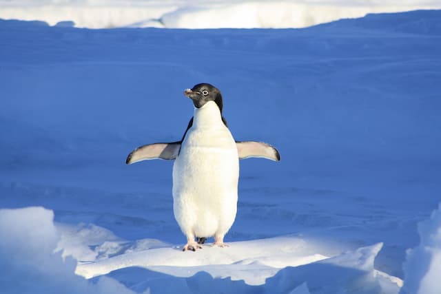 ペンギンの足が凍らない理由