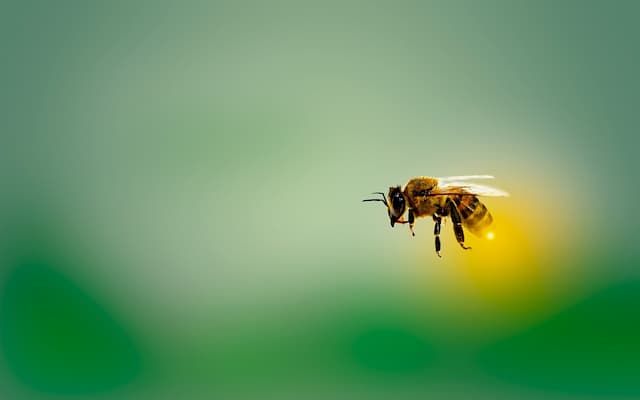 ミツバチの針の秘密