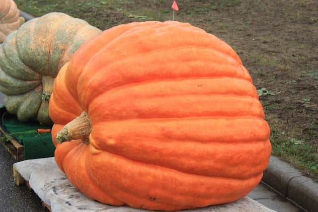 巨大かぼちゃが育つのはなぜ？