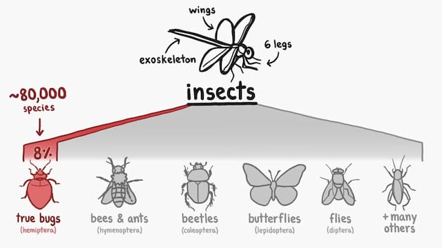 昆虫の分類