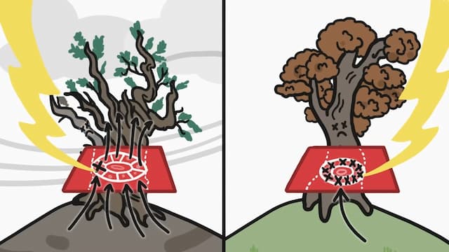 ブリストルコーン・パインの樹木細分化構造