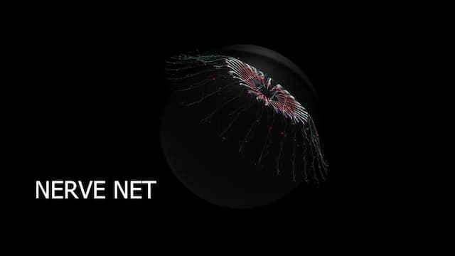 クラゲの神経ネットワーク
