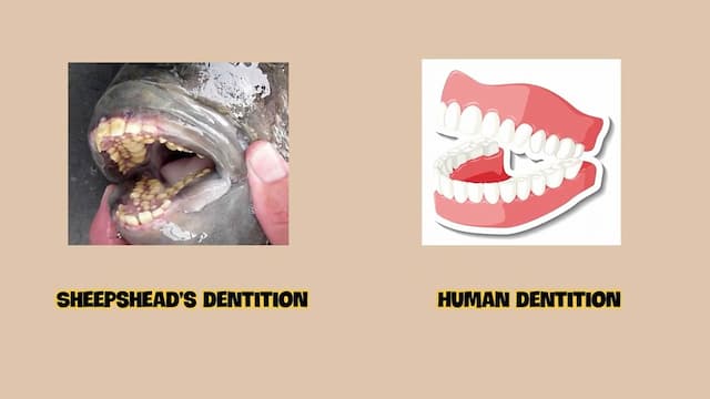 人間の歯にそっくりな魚の歯