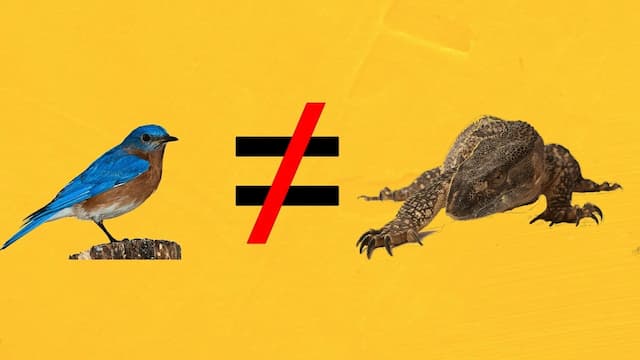 リネン式では鳥は爬虫類ではない