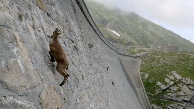 イタリアの絶壁を登るヤギ