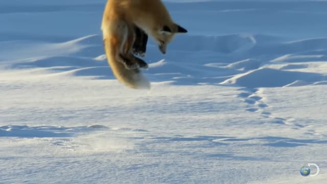 キツネの獲物へのジャンプ