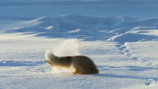 雪に向かってダイブするキツネ