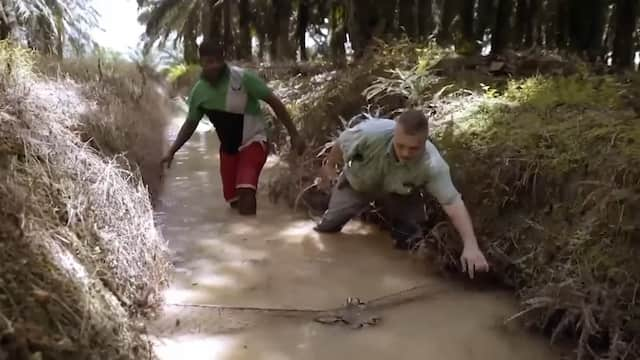 ヘビ革のためにヘビを捕獲するハンター