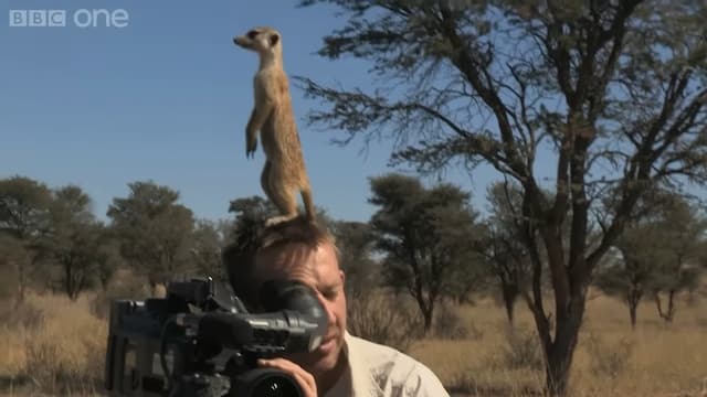 ミーアキャットがカメラマンの頭上に