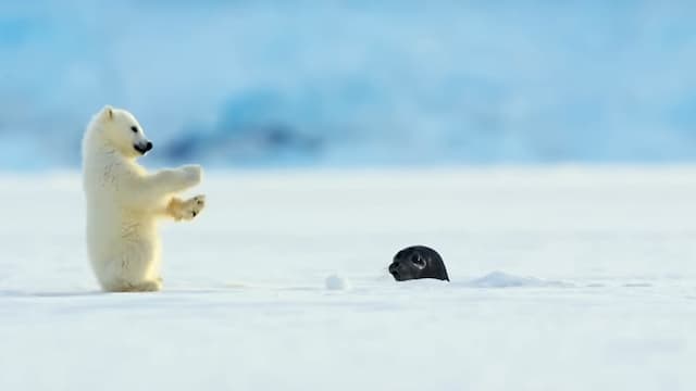 白クマの赤ちゃんの癒し動画