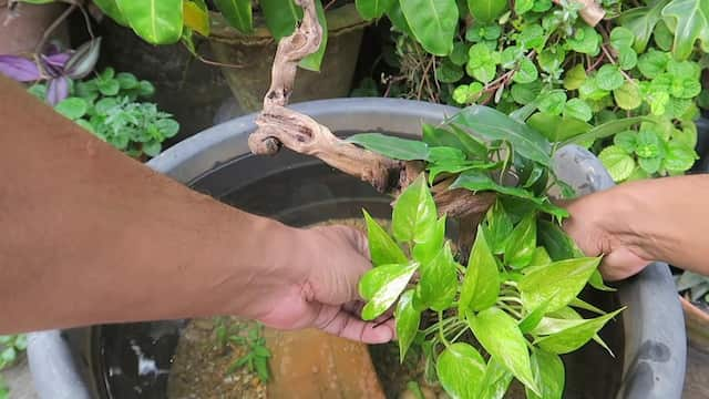 流木に水生植物を巻き付ける