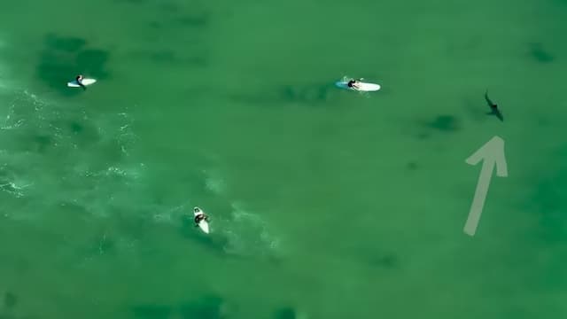 海水浴場にいるサメ